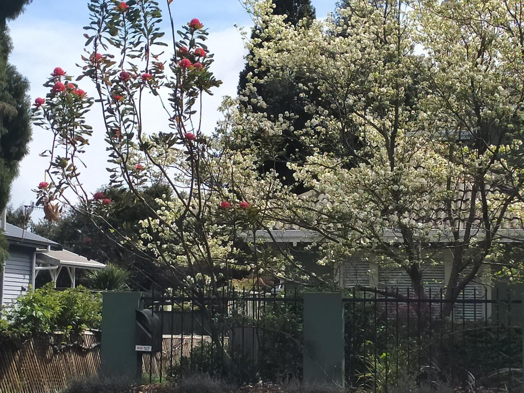 Amberly House Rotorua Bed and Breakfast Esterno foto